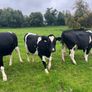 High EBI incalf heifers Image 2