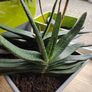 Houseplant- Gasteria Image 6