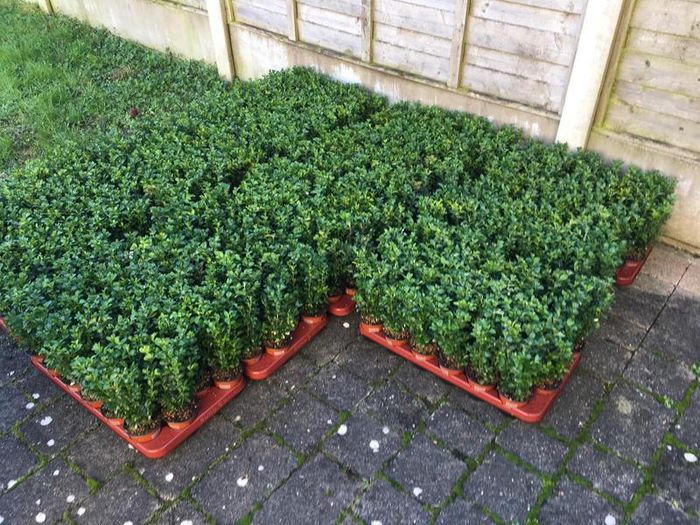 Box Hedging