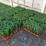 Box Hedging Image 4