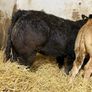 Top End Limousin Calves Image 10