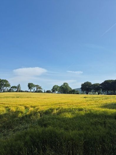 Wholecrop