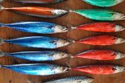 Fishing bait MACKEREL