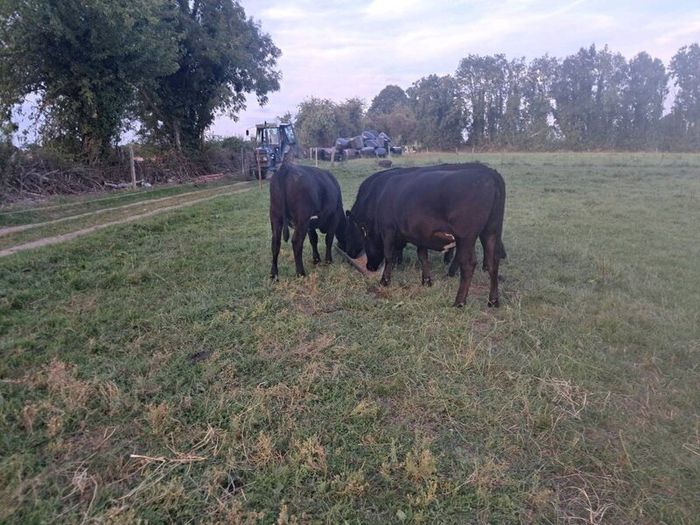 heifers