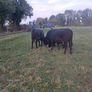 heifers Image 6