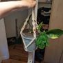 Golden Pothos incl. Hanging Basket and pot Image 4