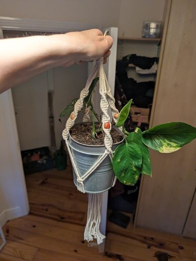Golden Pothos incl. Hanging Basket and pot