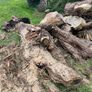 firewood Image 4