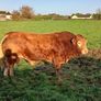 Limousin bull Image 2