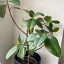 Rubber Plant Image 3