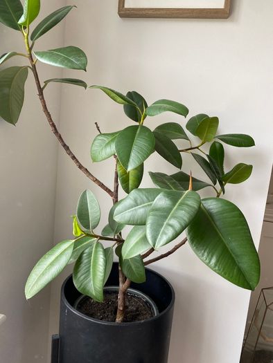 Rubber Plant