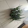 Aloe Vera plant (Skin) Image 5