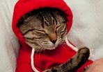 NEW dog/cat winter hoodies in SMALL & LARGE sizes