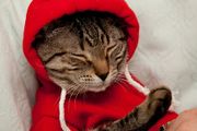 NEW dog/cat winter hoodies in SMALL &amp; LARGE sizes
