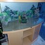 fish Image 2