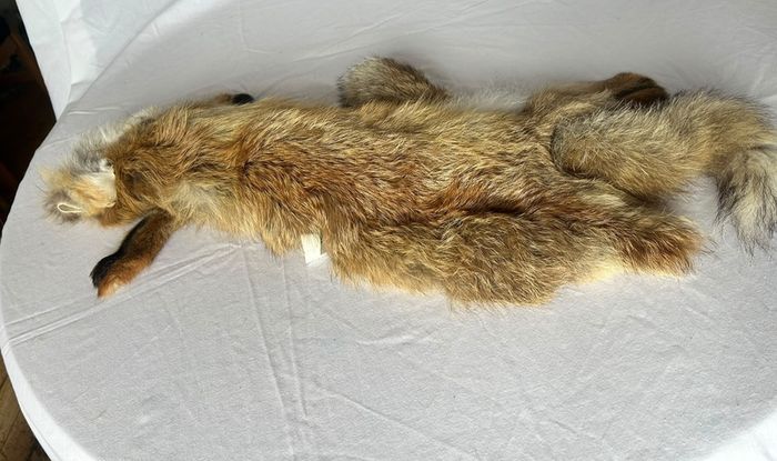 Vintage Red Fox Pelt Full Fur - 100cm - Taxidermy Throw - Excellent Condition