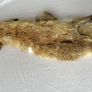 Vintage Red Fox Pelt Full Fur - 100cm - Taxidermy Throw - Excellent Condition Image 2