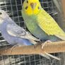 Bird cage and budgie Image 2