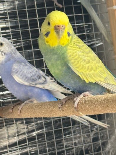 Bird cage and budgie