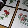 Set of 9 antique botanical prints by Redoute, framed Image 4
