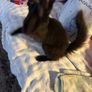 Kittens Image 4