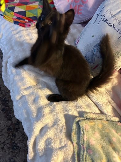 Kittens