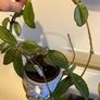 plant Image 2