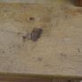 Vintage Rustic Pine Welsh Dresser Image 8
