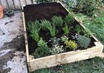 Salad planter