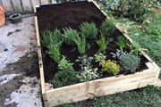 Salad planter