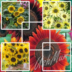 Sunflower seeds from only 1.00 euro