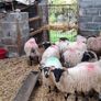 Lambs Image 2