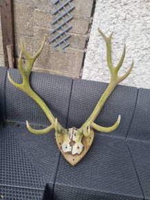 antlers