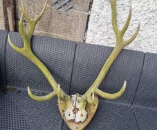 antlers