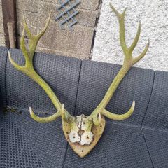 antlers