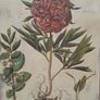 Beautiful Set of 3 Vintage Botanical Canvas Prints by Wild Apple Portfolio Image 9