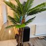 Palm Tree Image 8
