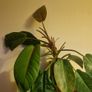 Philodendron 'Prince of Orange' Image 2