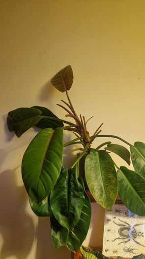 Philodendron 'Prince of Orange'