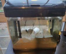 Fish tank 20L
