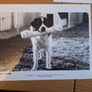 Beethoven Movie Press Kit Image 7