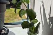 Cuban Oregano / Mexican Mint