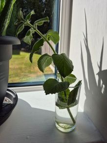 Cuban Oregano / Mexican Mint