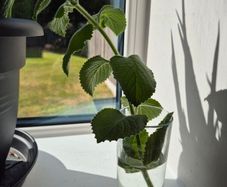 Cuban Oregano / Mexican Mint