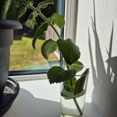 Cuban Oregano / Mexican Mint