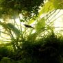 Dwarf shrimps for fish tank Image 3
