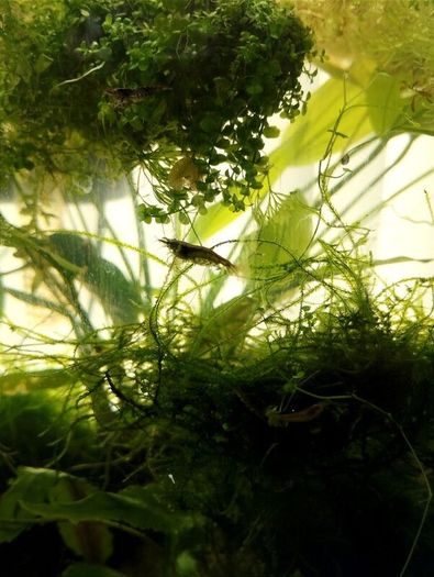 Dwarf shrimps for fish tank