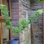 Hydrangea Image 2