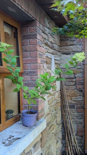 Hydrangea