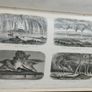 Goldsmiths  Animated Nature Vol 2 History of Animals Image 4